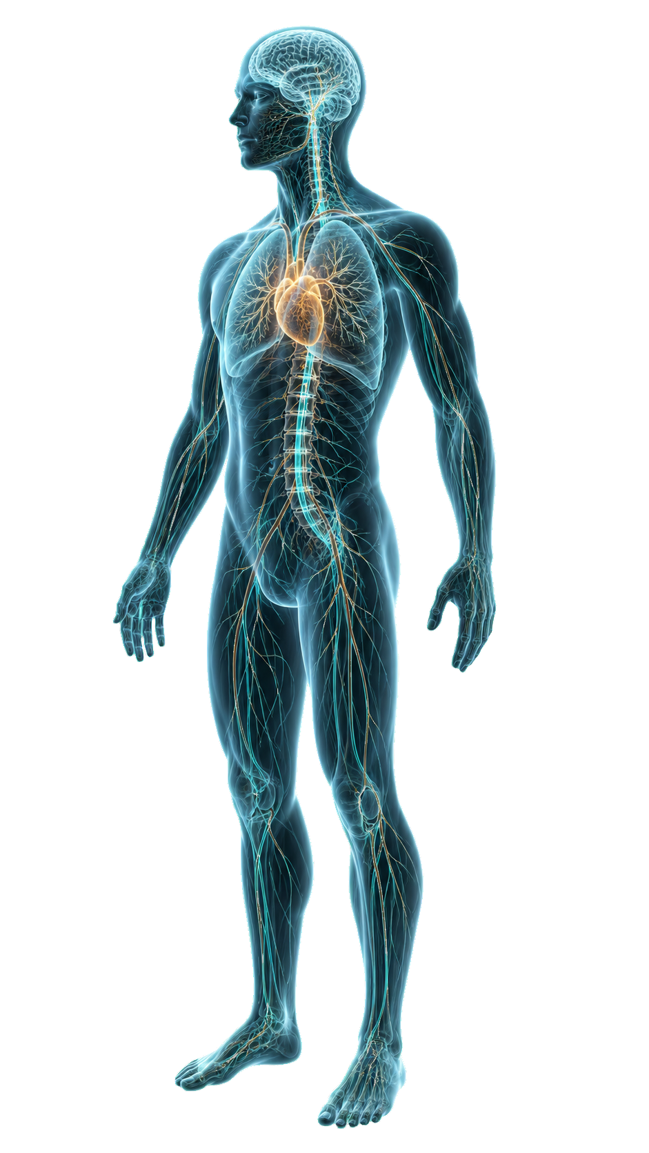 Three-quarter digital body model highlighting the brain, lungs, heart, spine and nervous system